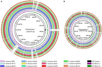 Diverse Aquatic Animal Matrices Play a Key Role in Survival and Potential Virulence of Non-O1/O139 Vibrio cholerae Isolates